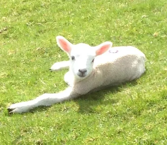 Rebels Hide -self Check In