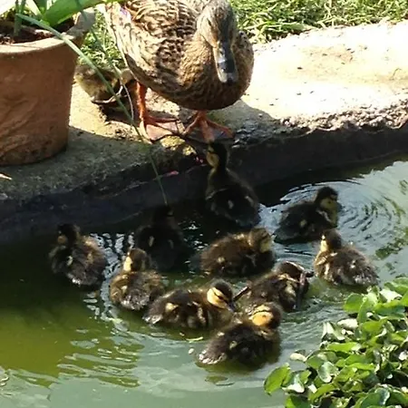 بيت ضيافة Rebels Hide -self Check In